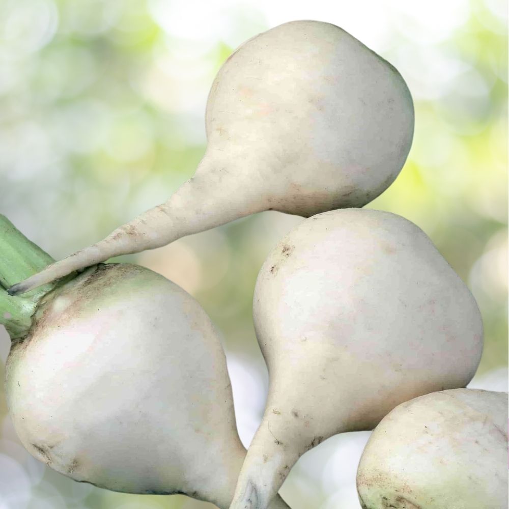 375 White Albino Beet Seeds, Holland Heirloom, NON-GMO, Fast Shipping