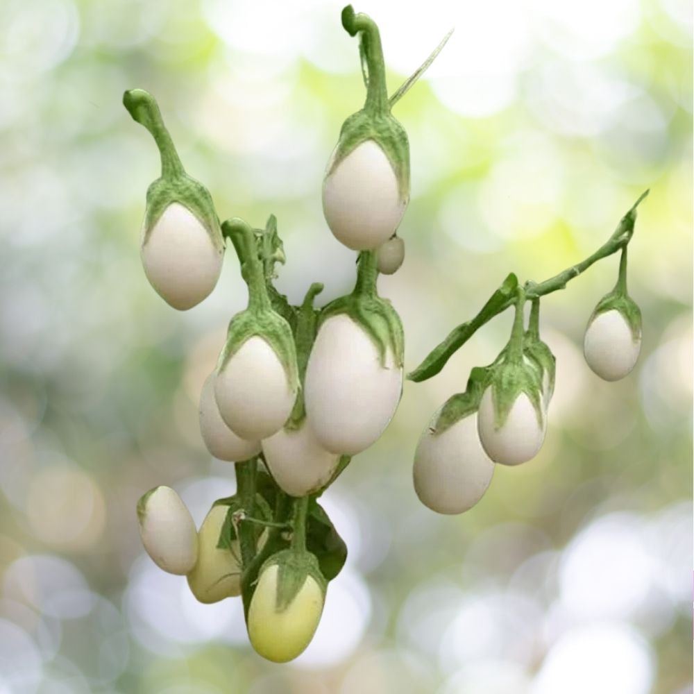 400 White Egg Eggplant Seeds Heirloom NON-GMO Garden Egg Fast Shipping