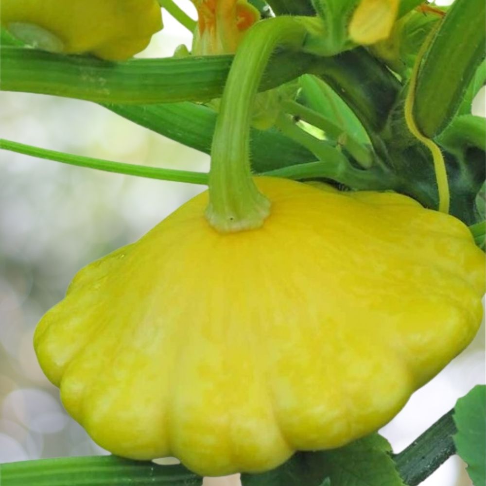 350 Yellow Bush Scallop Summer Squash Seeds, NON-GMO, Golden Custard Fast Shipping