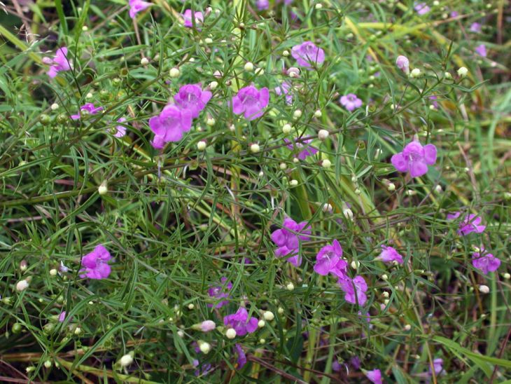 Agalinis tenuifolia Seeds β Slender False Foxglove | Native Wildflower | Prairie & Meadow Plant | 250 Seeds