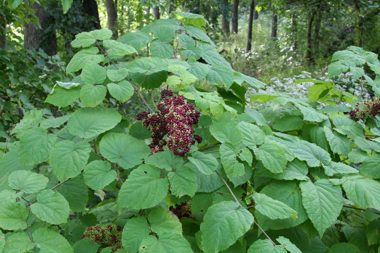 Aralia racemosa Seeds β American Spikenard | Native Woodland Plant | Medicinal & Pollinator Friendly | 50 Seeds