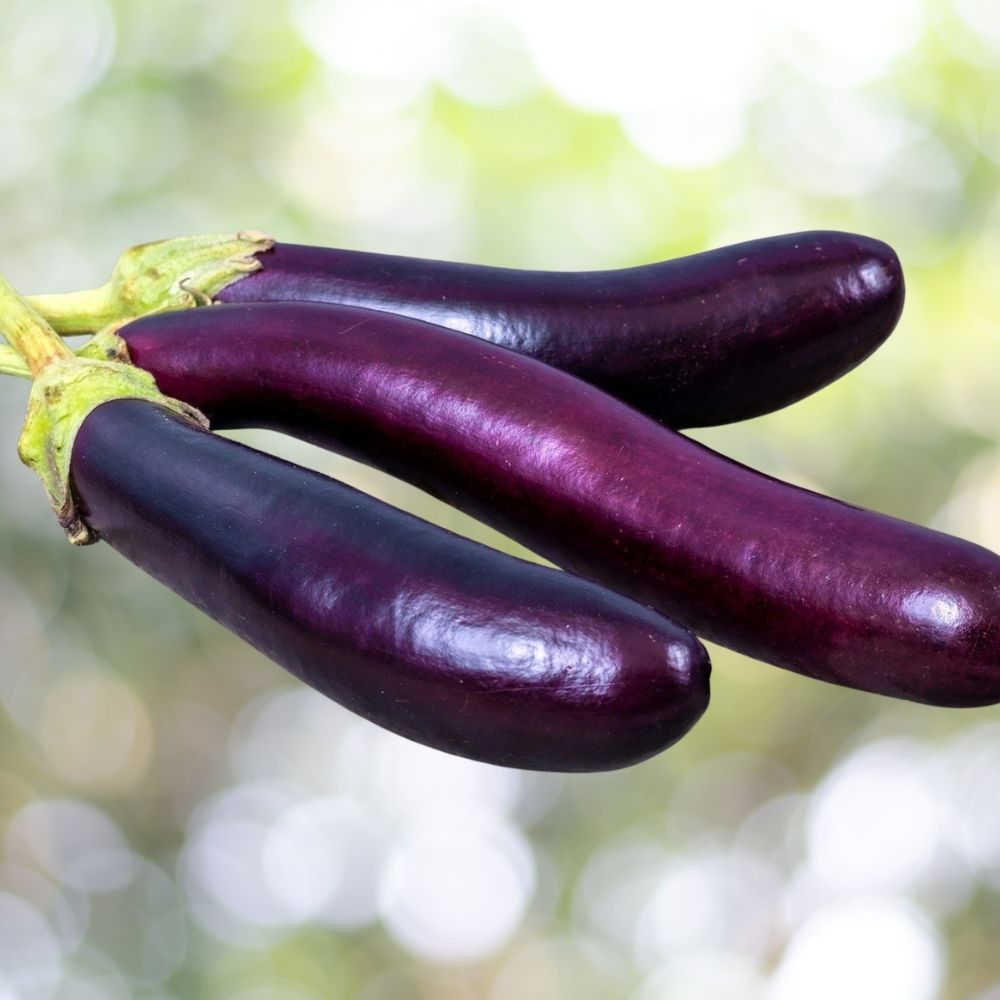 1000 Eggplant Seeds Long Purple Asian | Non-GMO
