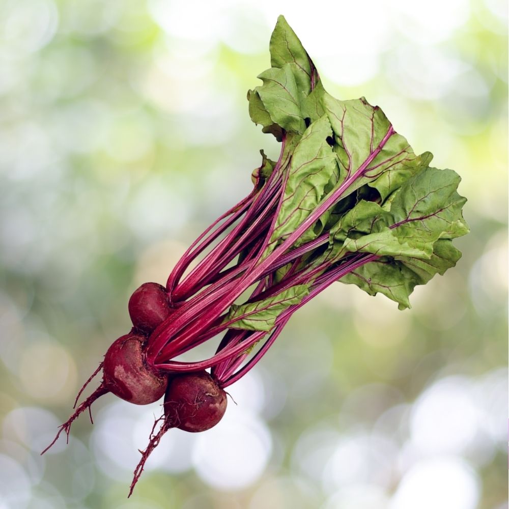 500+ Early Wonder Beet Seeds - Heirloom Non-GMO Vegetable Garden Planting