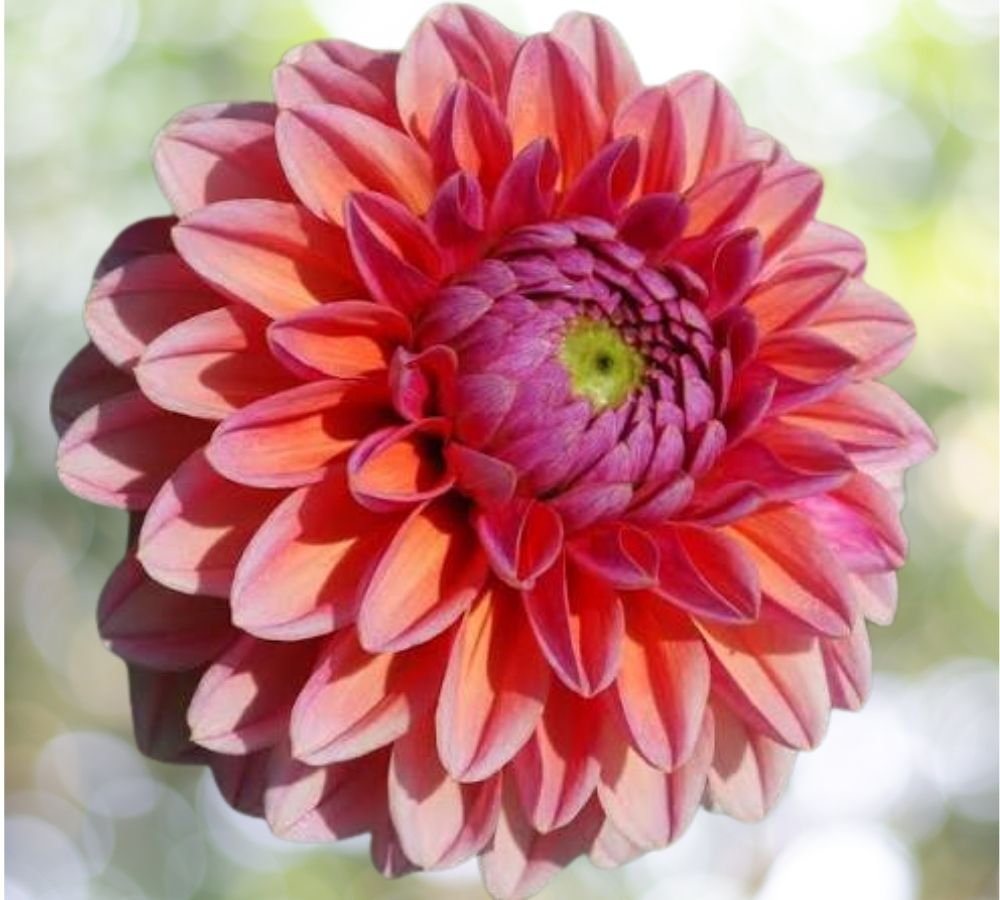 25 Seeds Daisy Duke Dahlia Flower Perennial Bloom