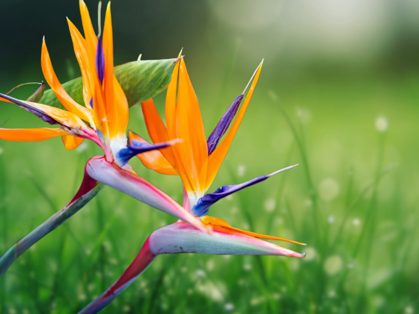 Strelitzia Reginae Bird of Paradise - 1 Live Plant