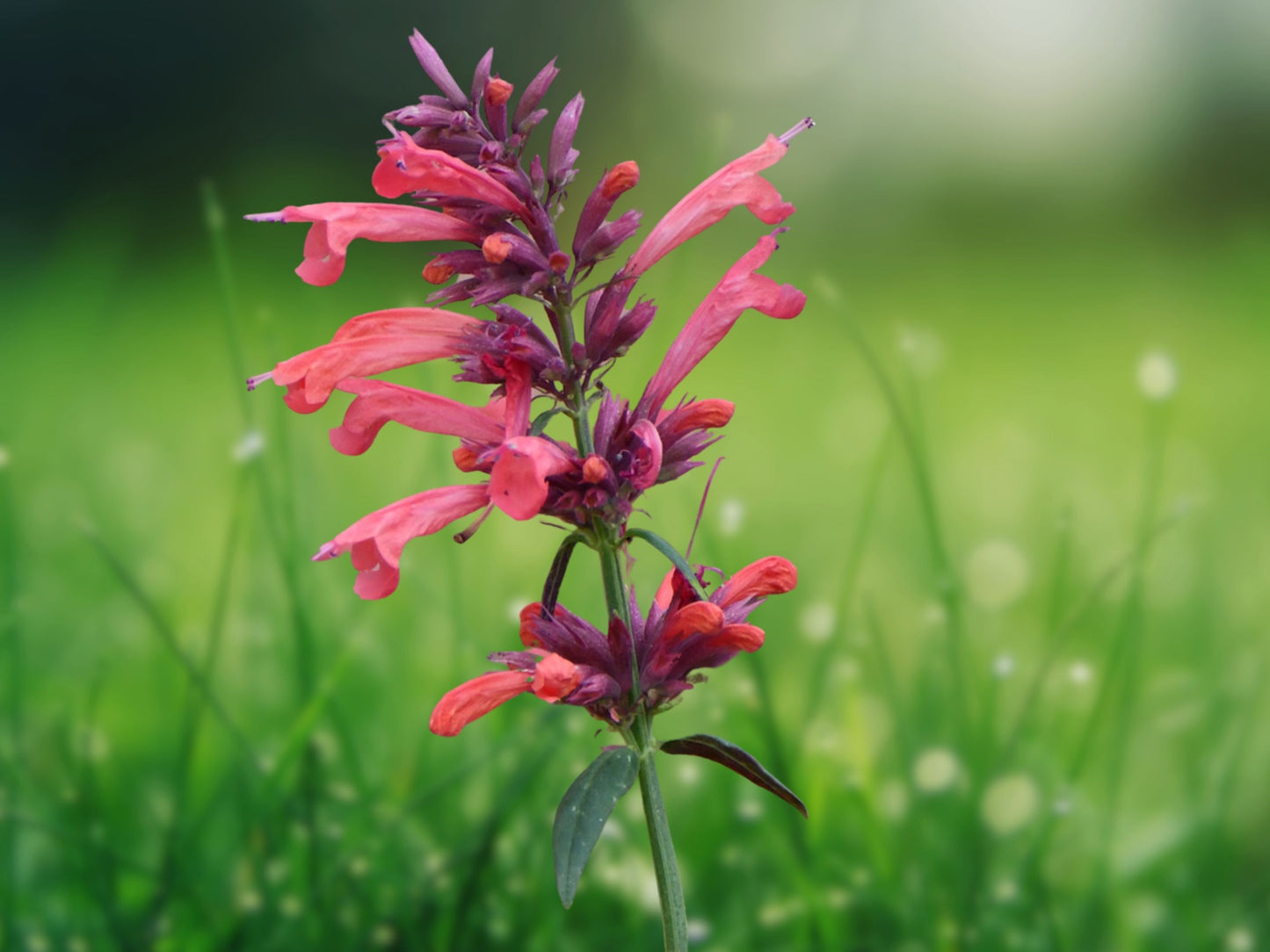 100 Coral Hyssop Seeds Agastache Perennial Flower Seed Flowers 245 US SELLER