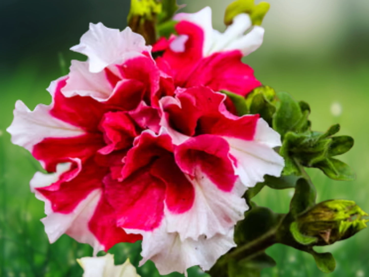 50 Double Red White Petunia Seeds for Containers, Hanging Baskets & Window Boxes