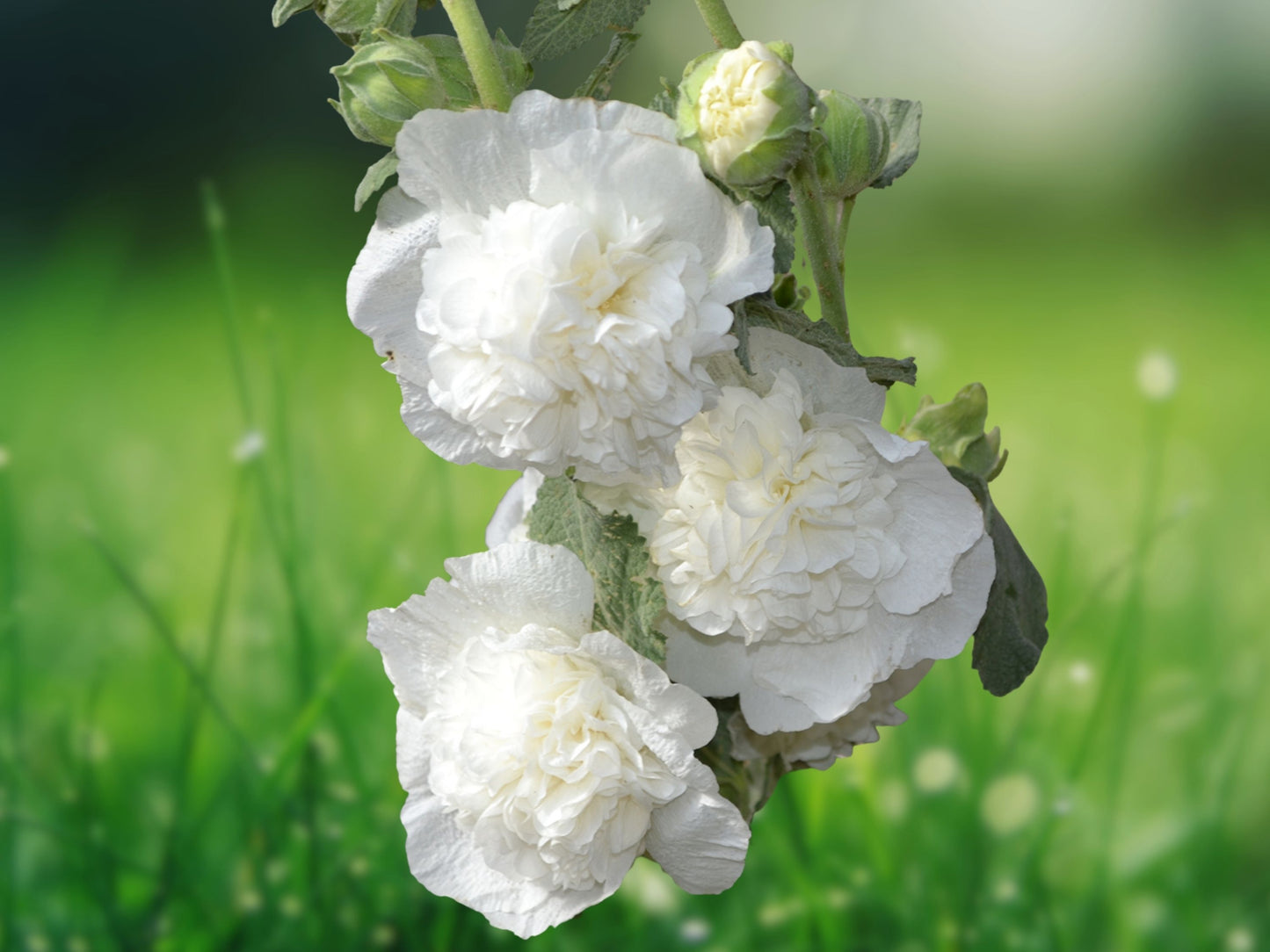 25 Seeds Double White Hollyhock Perennial Flowers