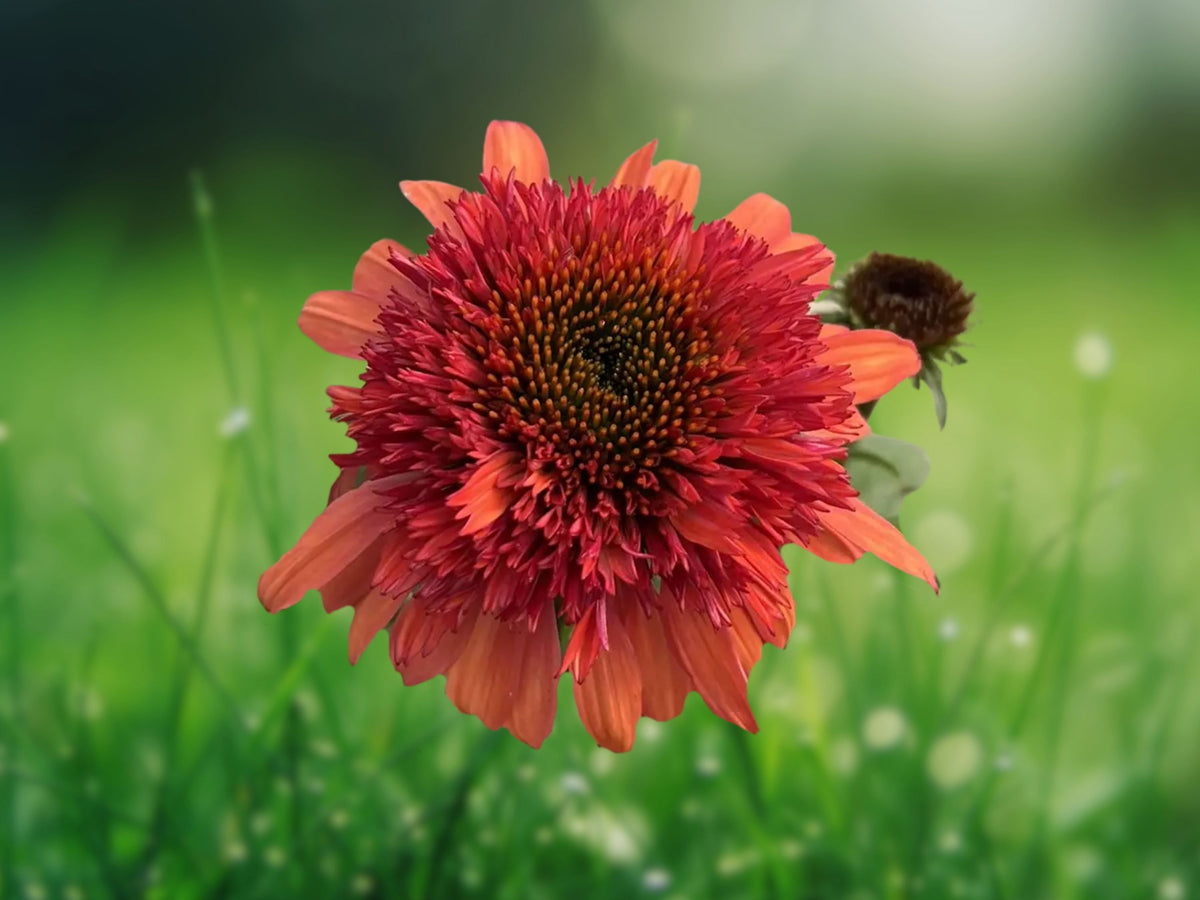 50 Double Orange Coneflower Seeds - Echinacea Perennial Flower Seeds