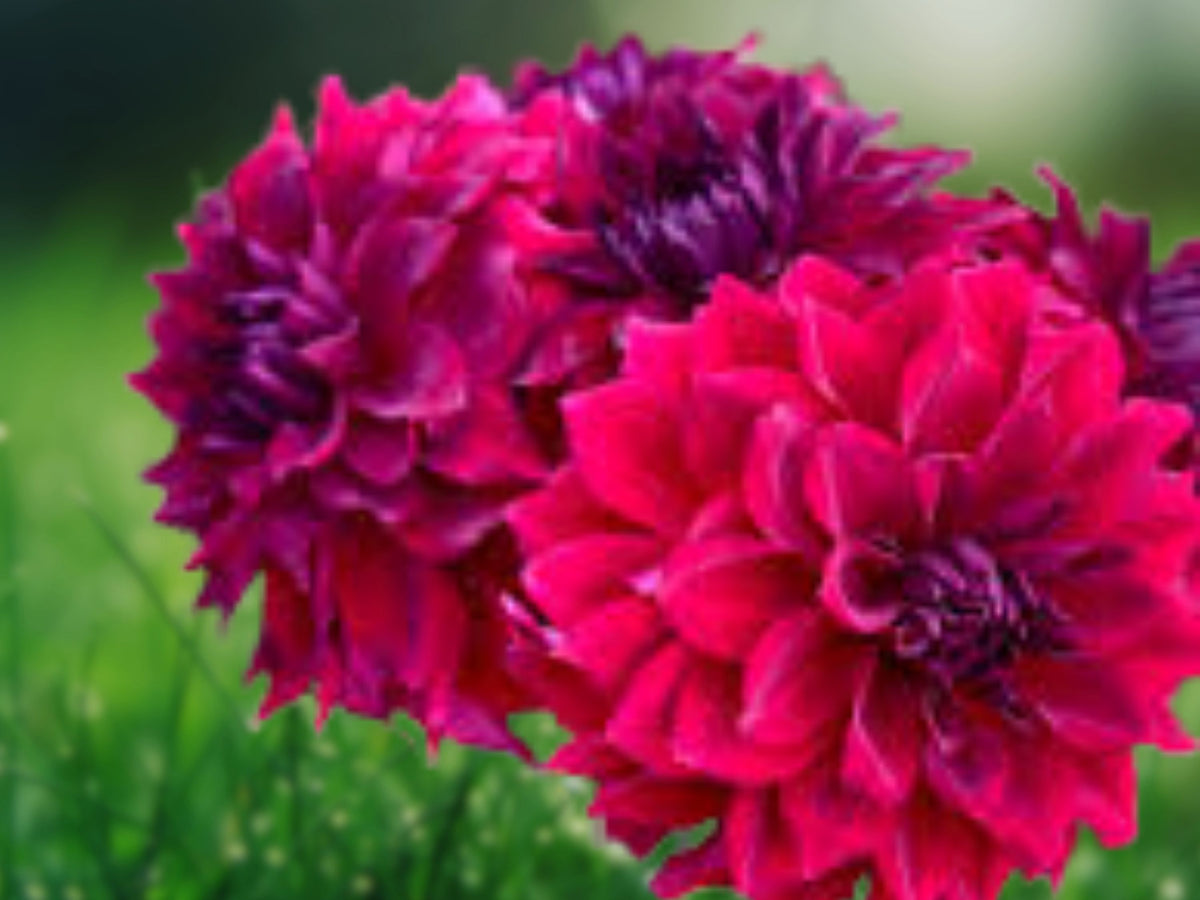 25 Stark Raving Red Dahlia Seeds Perennial Flower