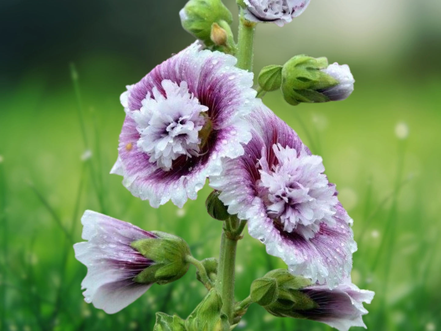 25 Seeds Double Purple White Hollyhock Perennial Flower Seed - Bicolor Double Blooms
