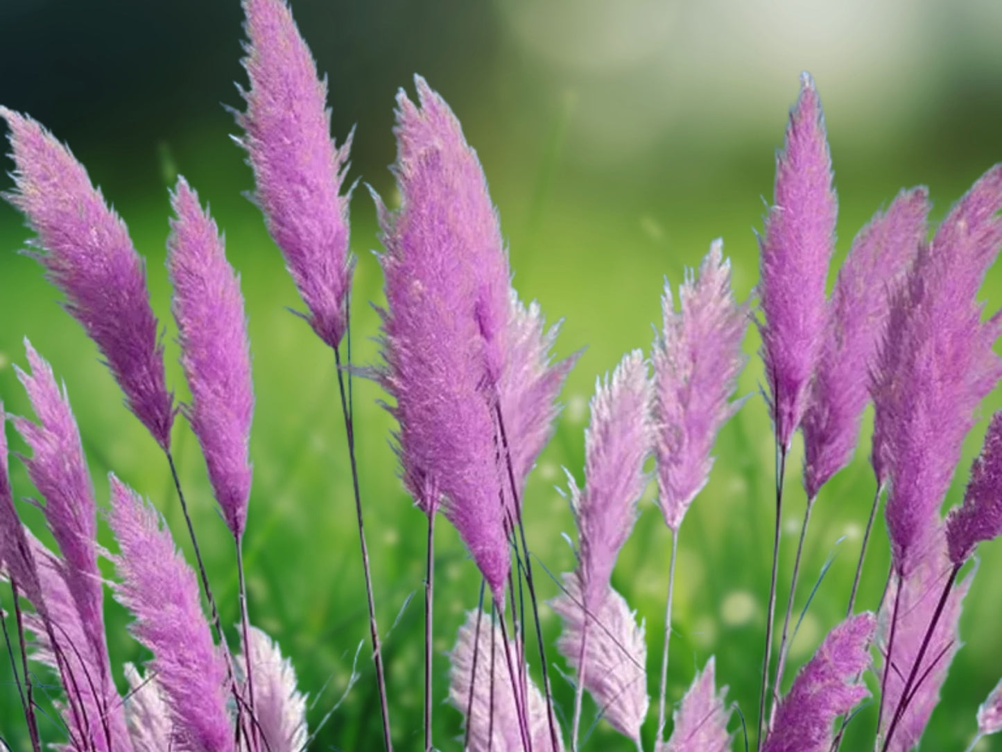 200 Purple Pampas Grass Seeds - Cortaderia selloana - Perennial Ornamental Grass