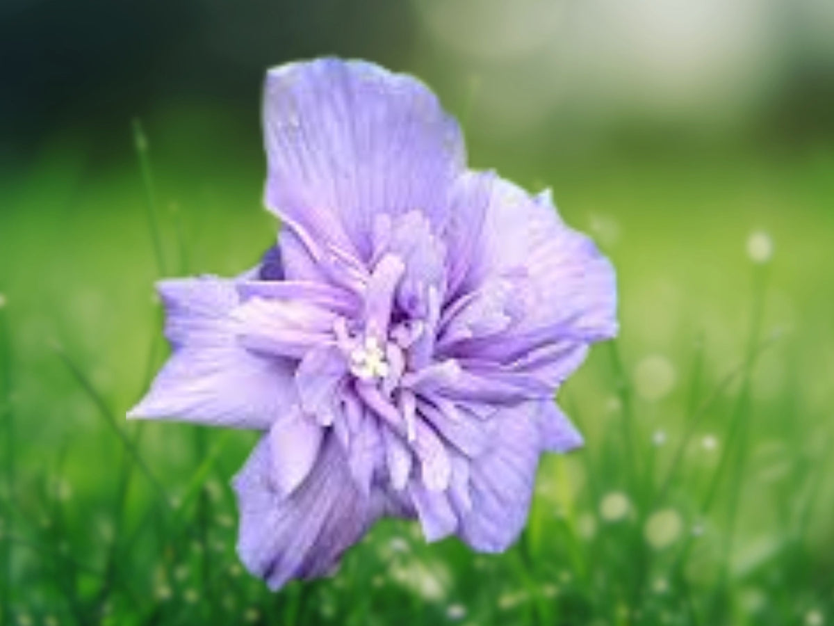 20 Double Light Purple Hibiscus Seeds – Perennial Flower Seeds for Planting