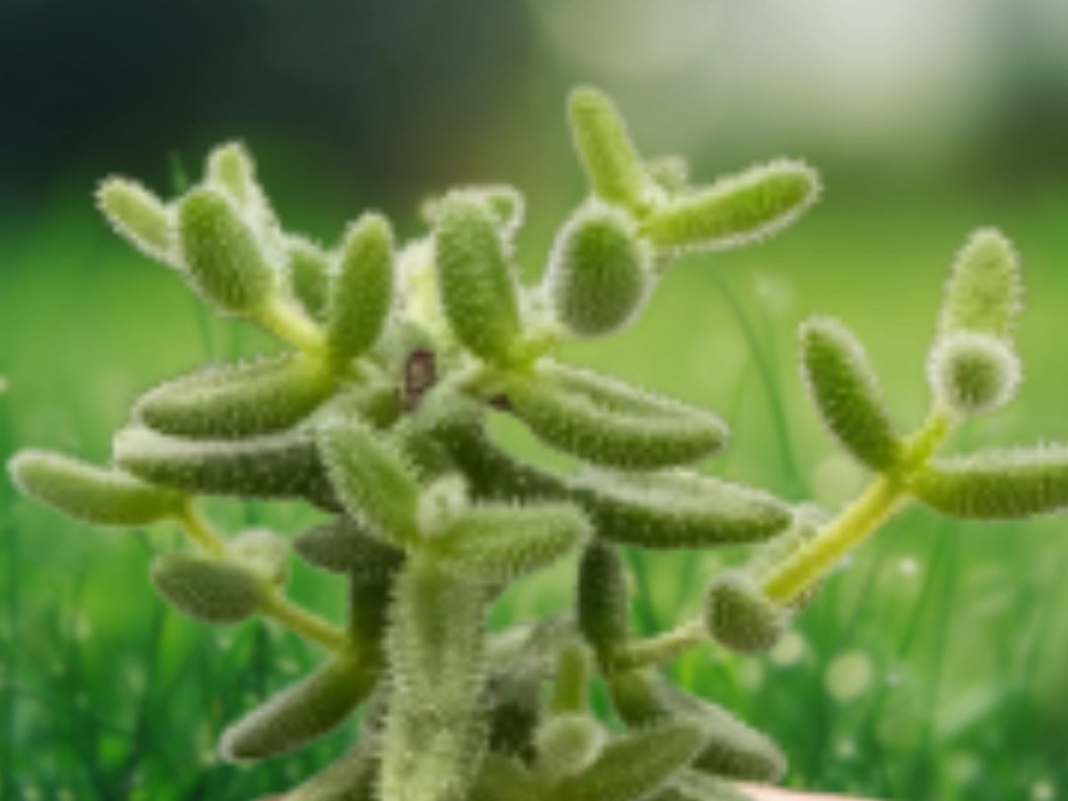 Pickle Plant Succulent - Delosperma echinatum in 2 Inch Pot