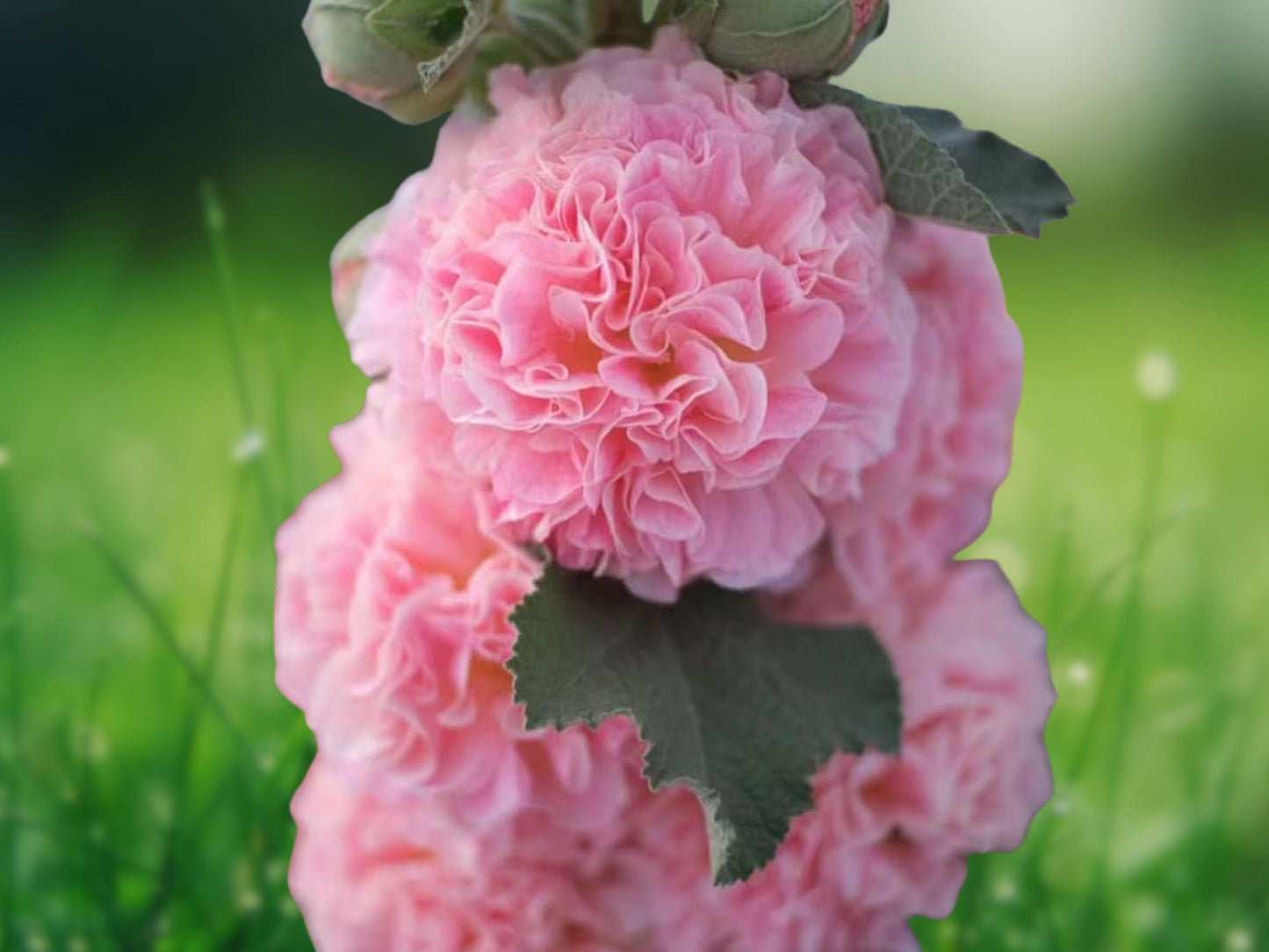 25 Seeds Double Pink Hollyhock Alcea Rosea Perennial Tall Cottage Garden Flower Seeds