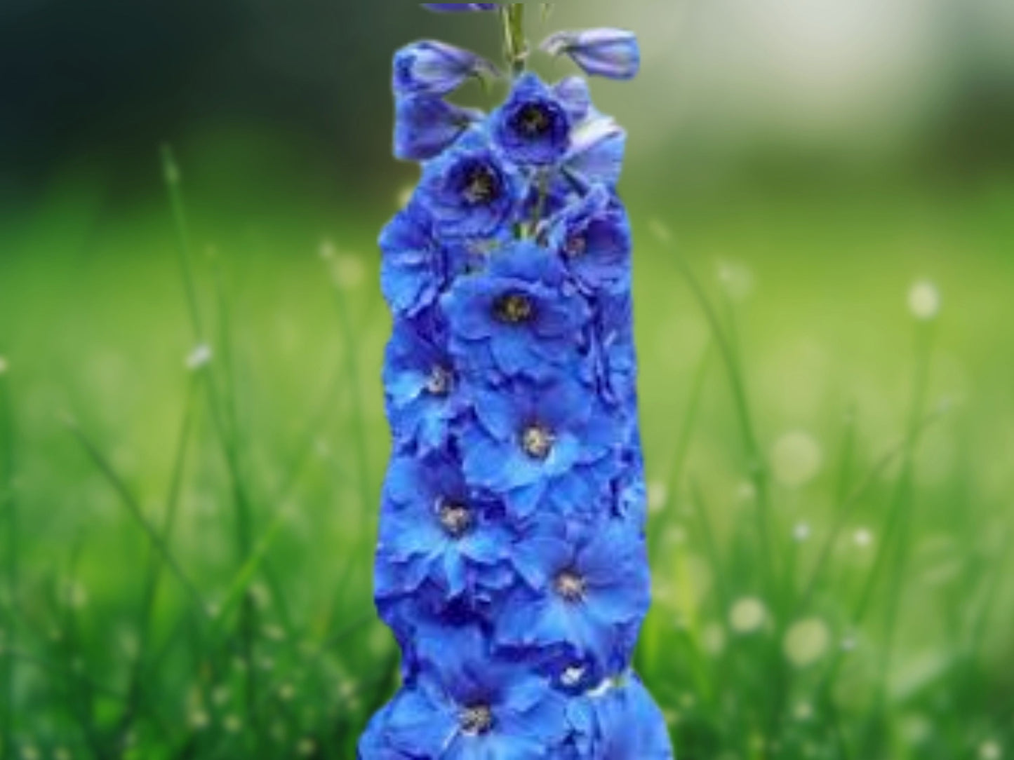 25 Bright Blue Delphinium Seeds Perennial Garden Flower Bright Seed Flowers 213
