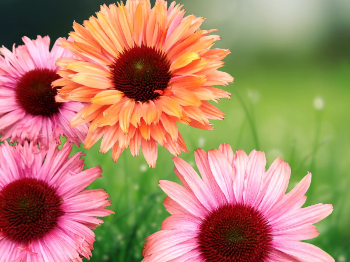 50 Sunseeker Rainbow Coneflower Seeds - Echinacea Perennial Flower Seeds