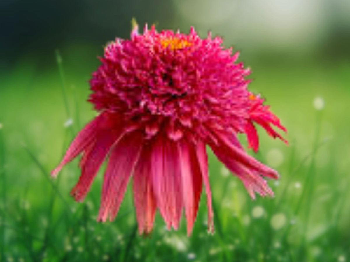 50 Cranberry Coneflower Seeds - Echinacea Perennial Flower Seeds