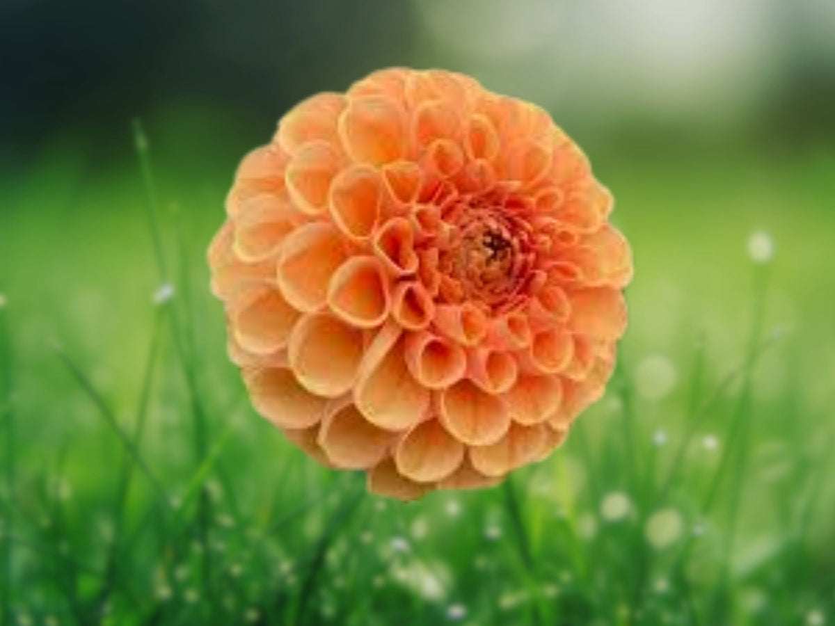 25 Seeds Maam Dahlia Perennial Flowering Bloom Garden Seeds