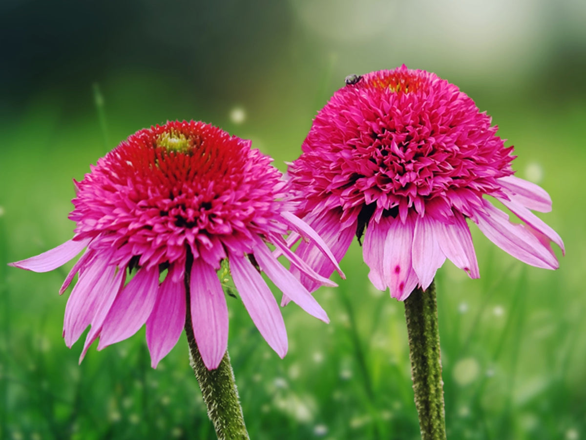 50 Bubble Gum Coneflower Seeds - Echinacea Perennial Flower Seeds