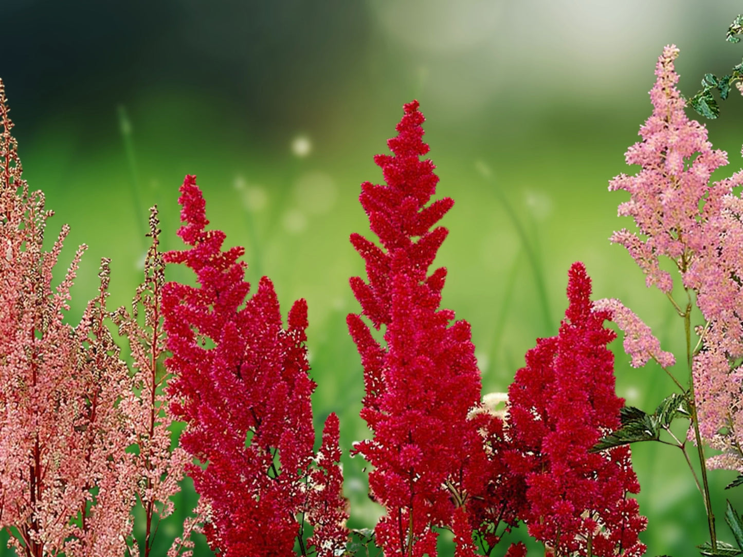50 White Pink Red Astilbe Seeds Bunter Shade Perennial Garden Flower Seed