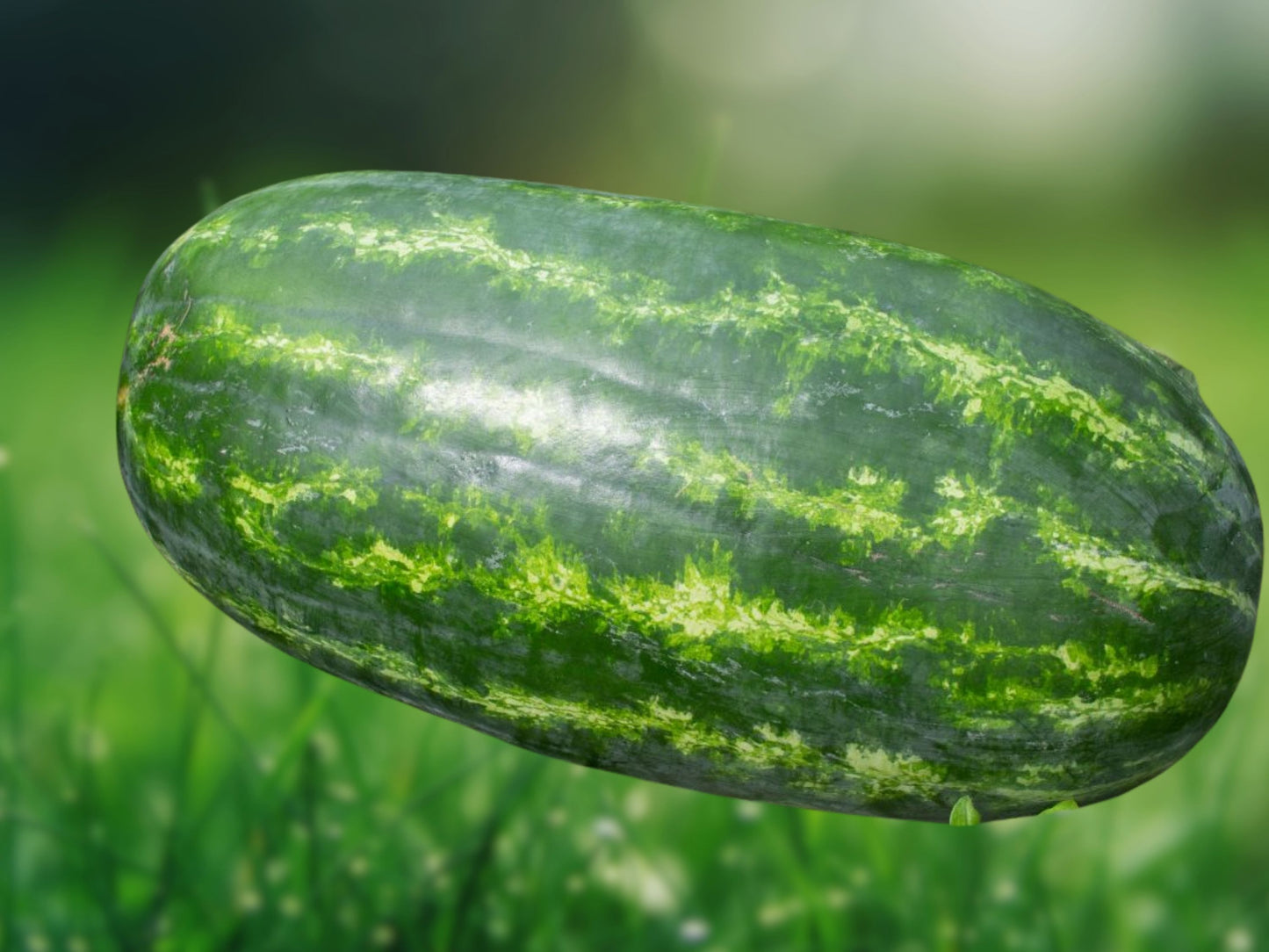 5 Giant Jubilee Watermelon Seeds | Heirloom Non-GMO |