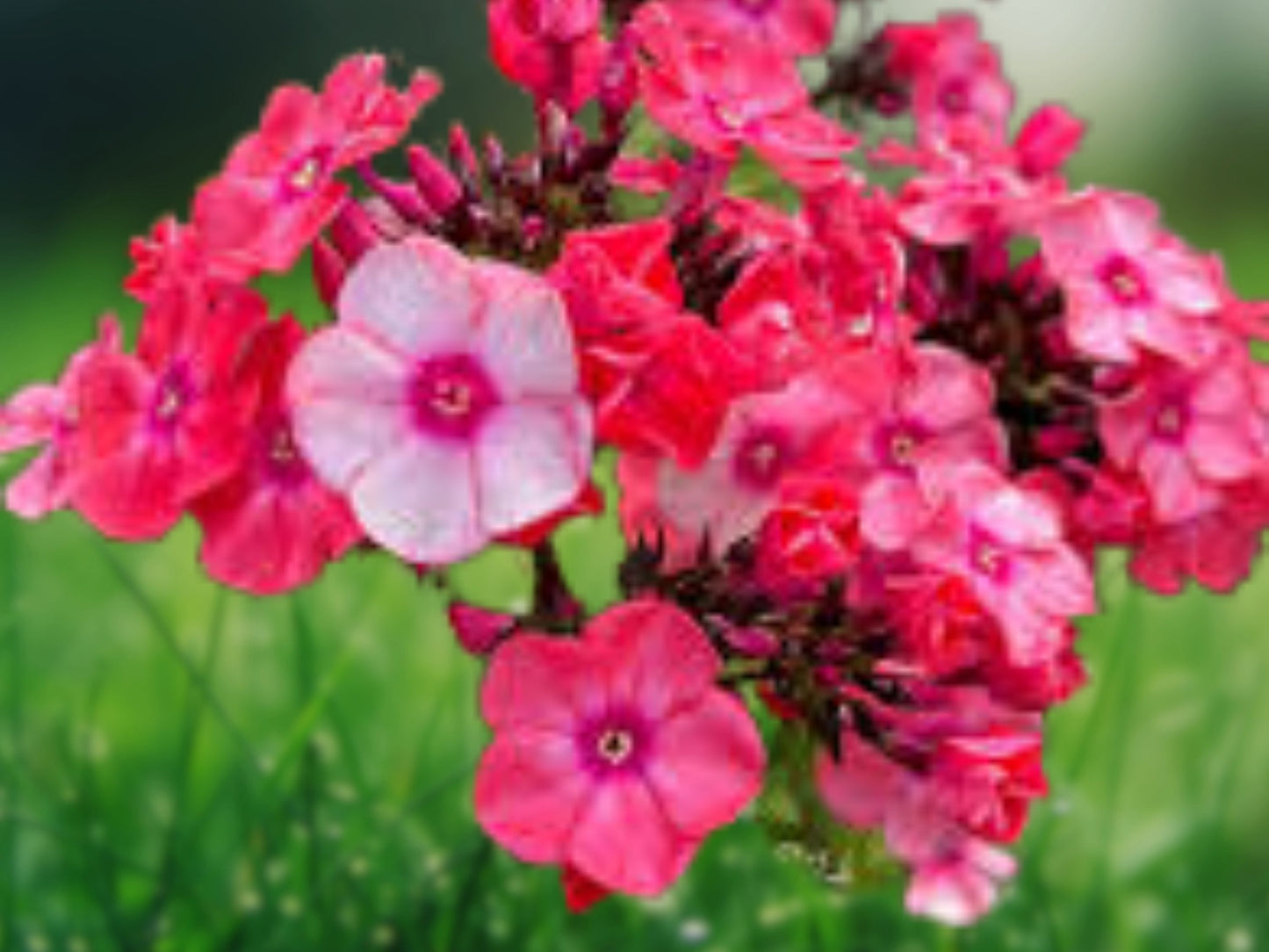 50 Sunset Coral Phlox Seeds Flower Perennial Seed Flowers