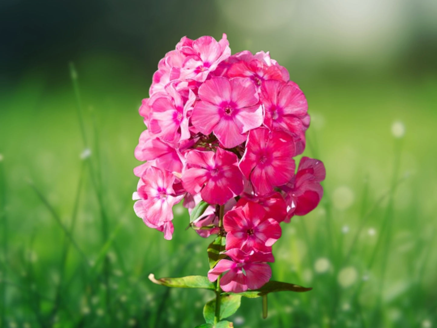 50 Bright Pink Phlox Seeds Flower Perennial Seed Flowers Butterfly Garden