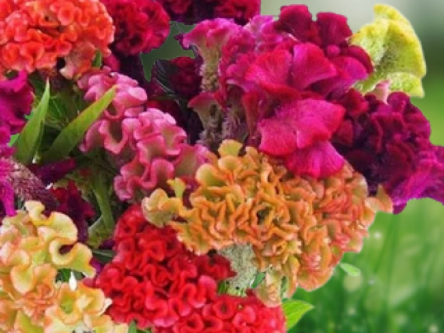 500 Celosia Cristata Seeds - Cockscomb Mix, Cut Flower, Dried Flower, Annual Garden