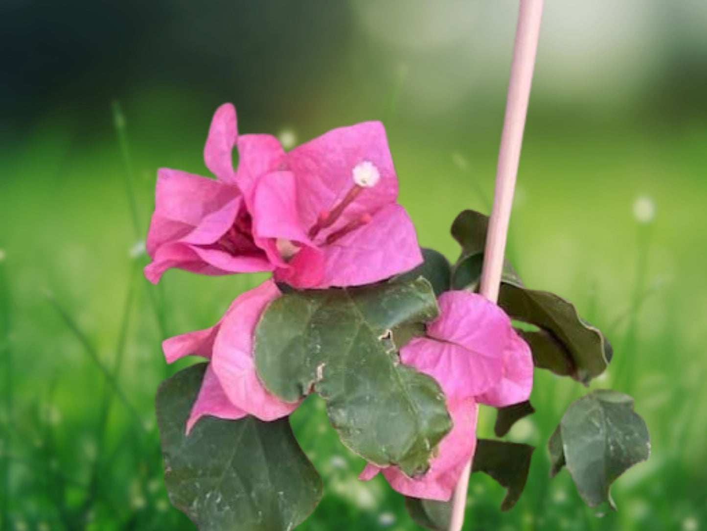 Bougainvillea 'Orange King' 1 Starter Plant 6" Tall Live Plant