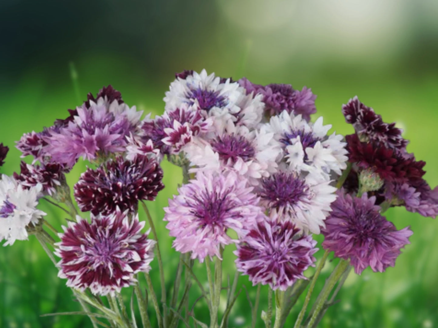 50 Classic Mix Bachelor's Button Seeds Annual Flower