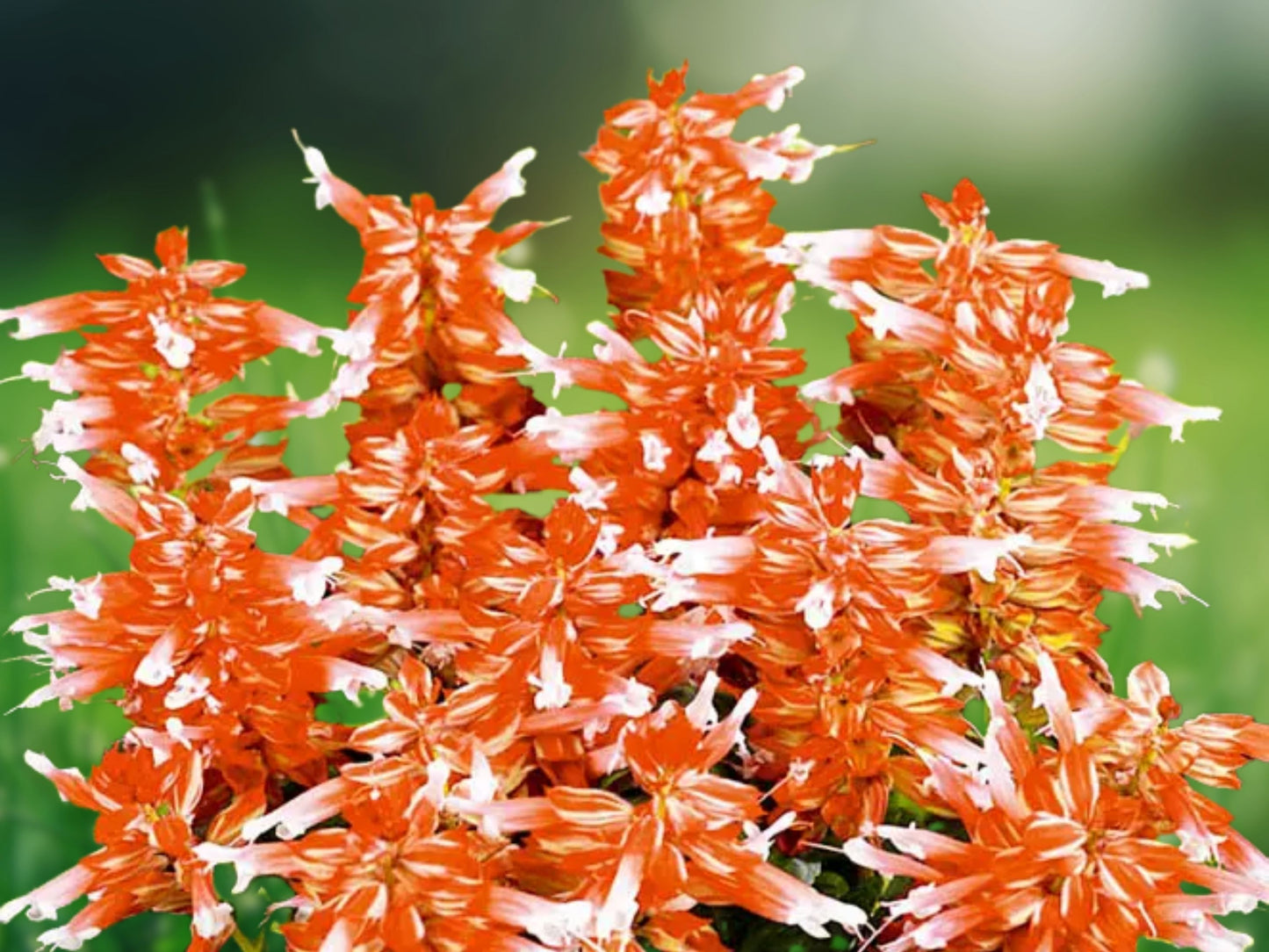 50 Orange White Salvia Seeds - Perennial Flower Seeds for Hummingbirds