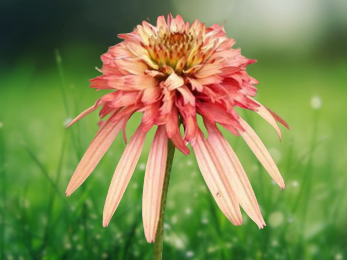 50 Double Salmon Coneflower Seeds – Perennial Flower Seeds for Planting