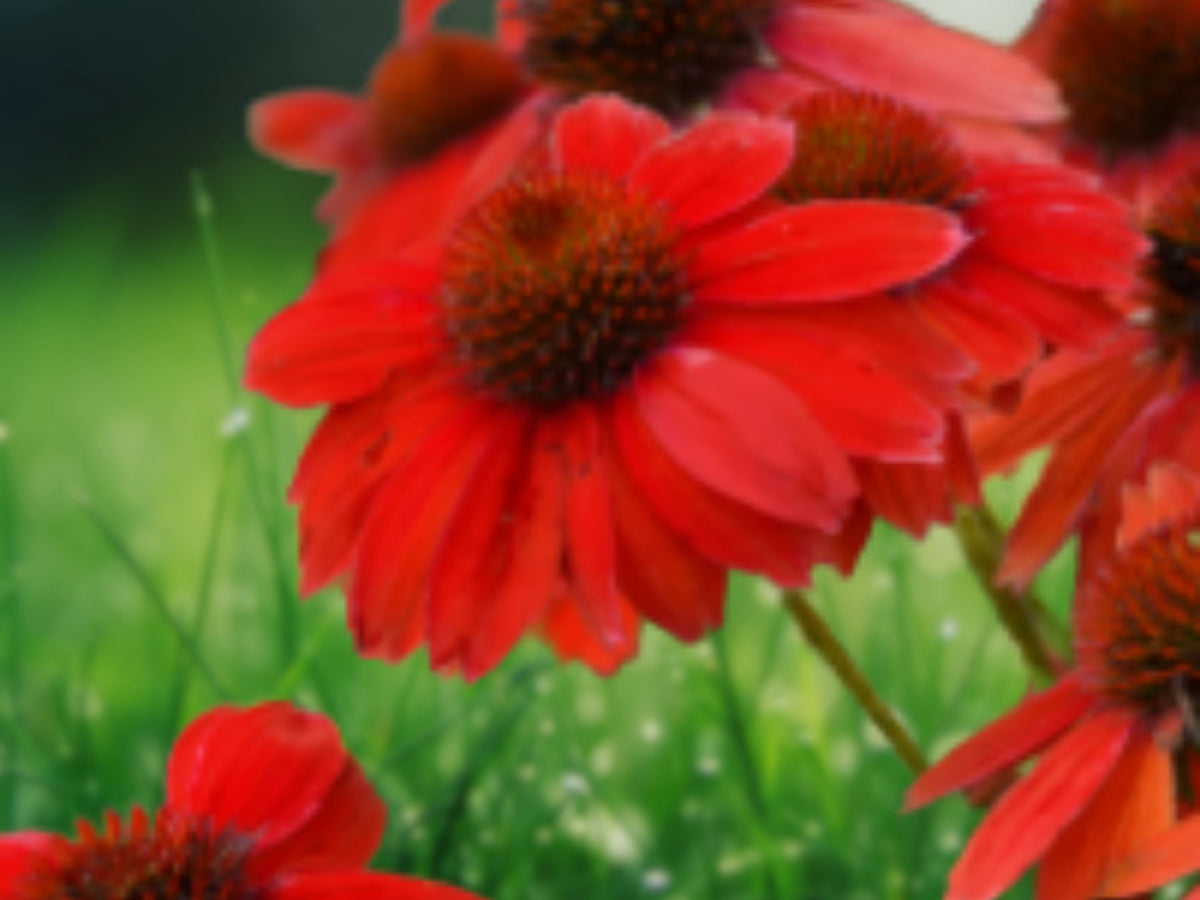 50 Red Salsa Coneflower Seeds - Echinacea Perennial Flower