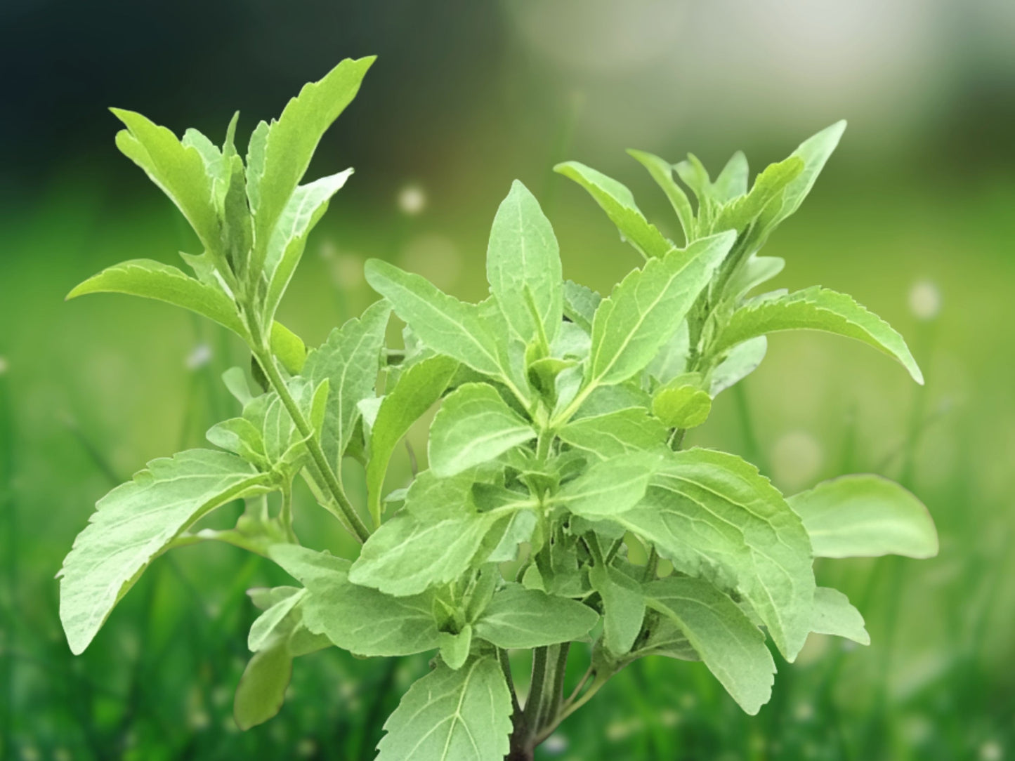 100 Stevia Seeds - Organic Natural Sweetener Plant, Sugar Substitute Herb, Rebaudiana