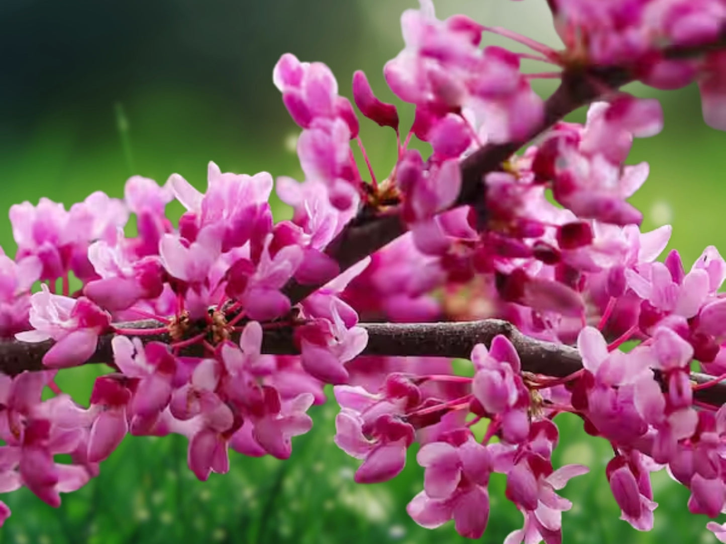 50 Golden Redbud Seeds - Pink Flowering Tree, Cold Hardy Crookstem Redbud for Home Garden