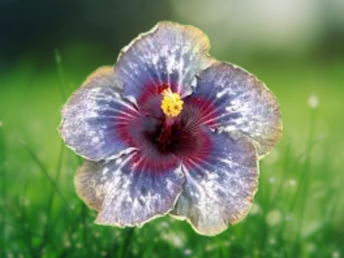 20 Hibiscus Seeds – Purple Yellow Pink Perennial Flower Seeds for Planting