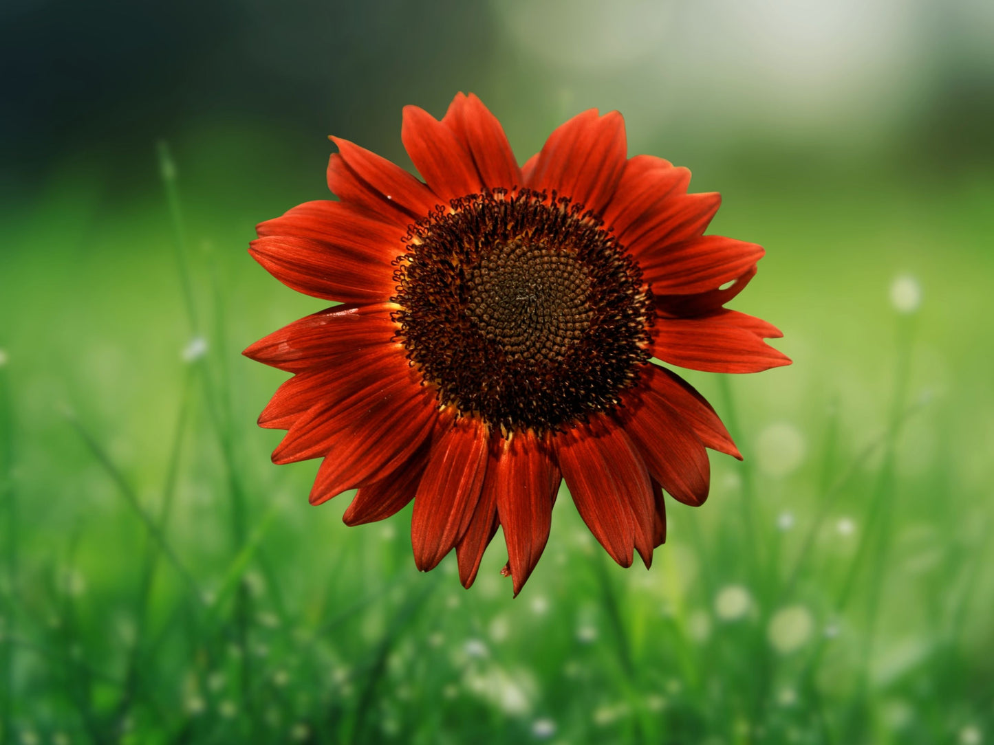25 Red Sun Sunflower Seeds | Non-GMO Heirloom Garden Seeds | US Seller
