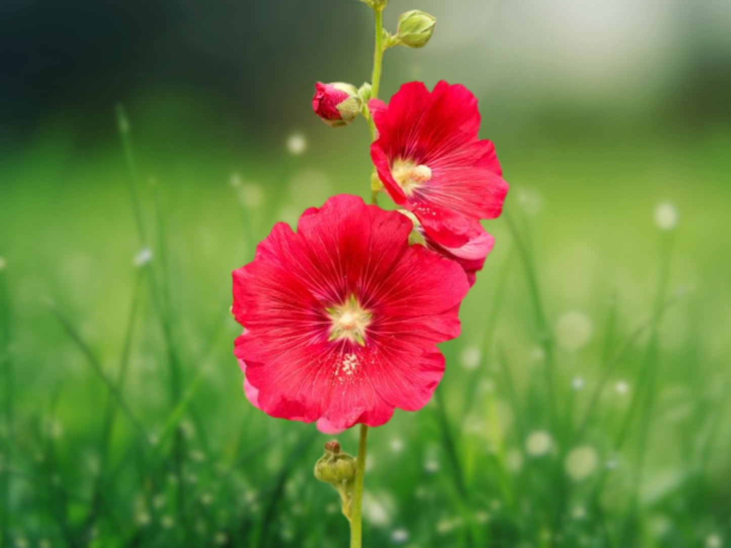 25 Seeds Coral Red Hollyhock Perennial Flower