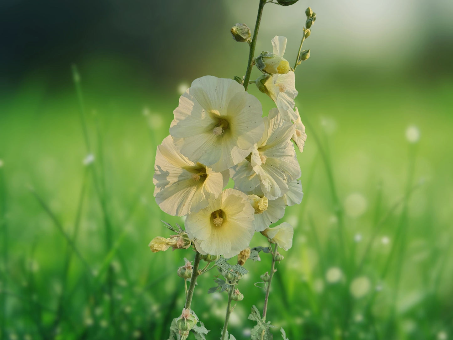 25 Seeds Alcea Rugosa Hollyhock Perennial Yellow Flowers Tall Plant
