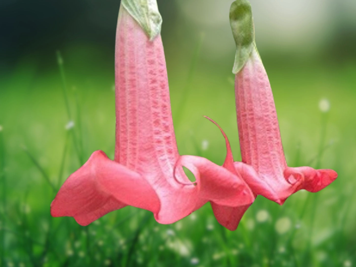 10 Seeds Red Prince Angel Trumpet (Brugmansia) - Fragrant Tropical Flower