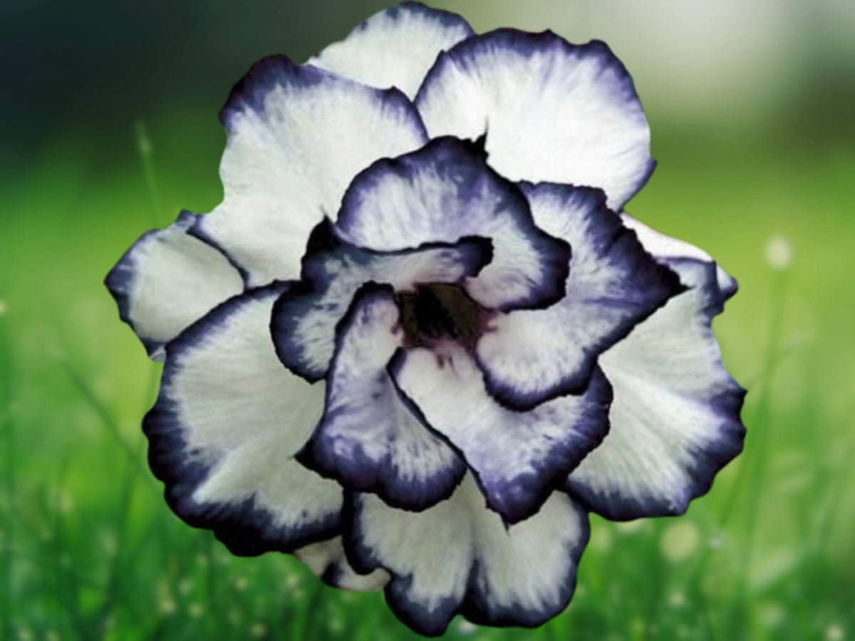 4 Black White Desert Rose Seeds - Adenium Obesum Exotic Perennial Flower