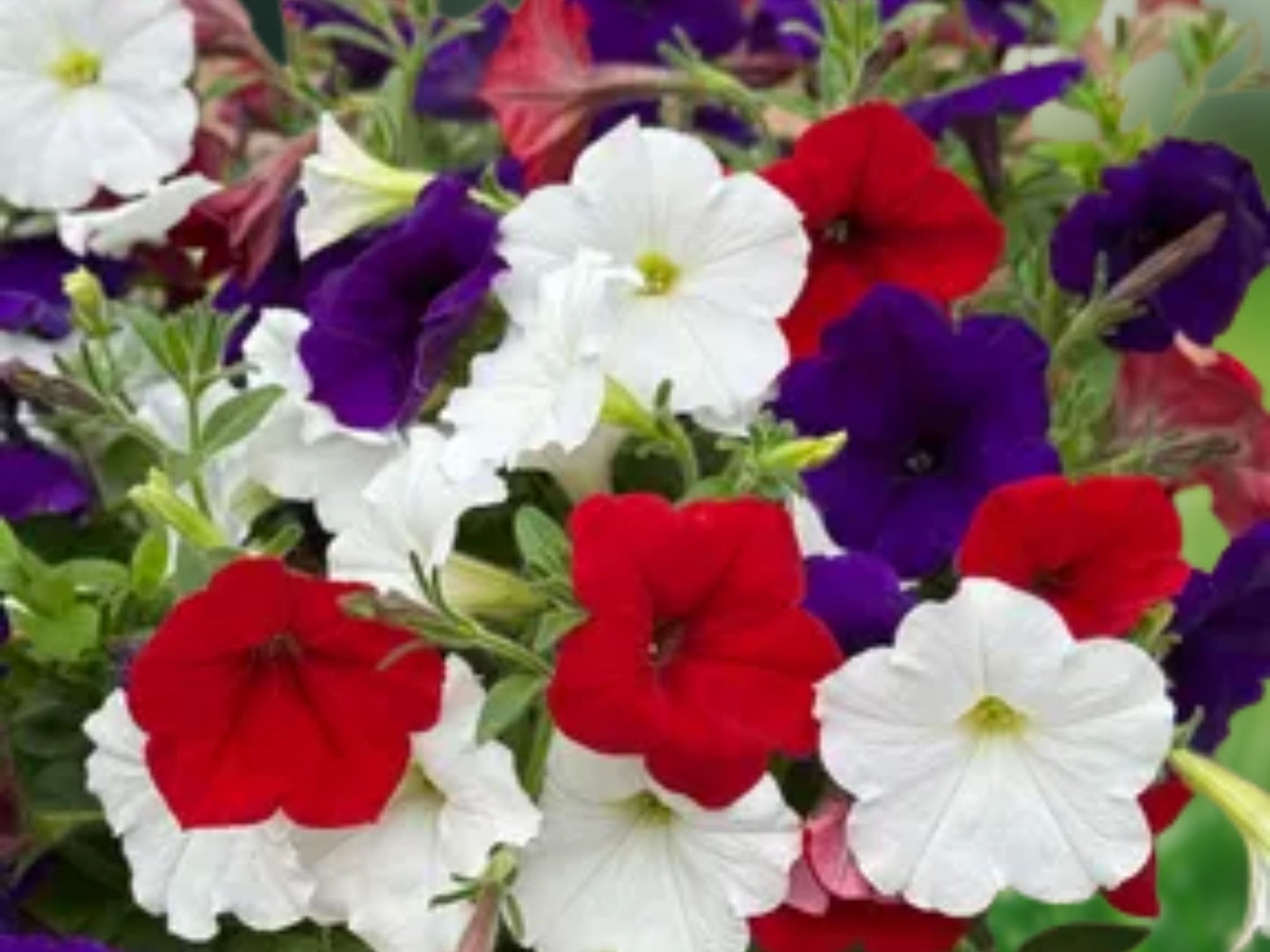 500 Petunia Seeds Mixed Rainbow Colors - Grandiflora Flowers Bonsai Petunia Seeds for Garden Planting