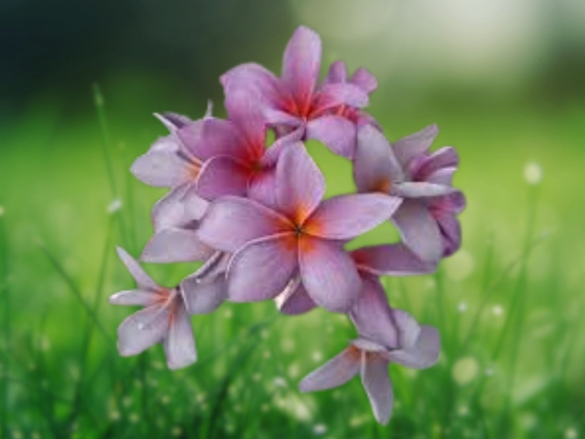 5 Purple Red Plumeria Seeds - Perennial Flowering Tropical Plant
