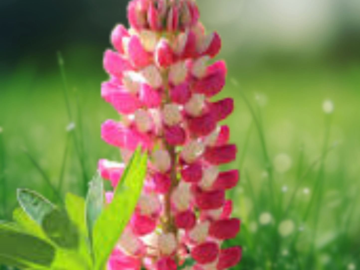 25 Seeds Red and White Lupine Perennial Hardy Flower