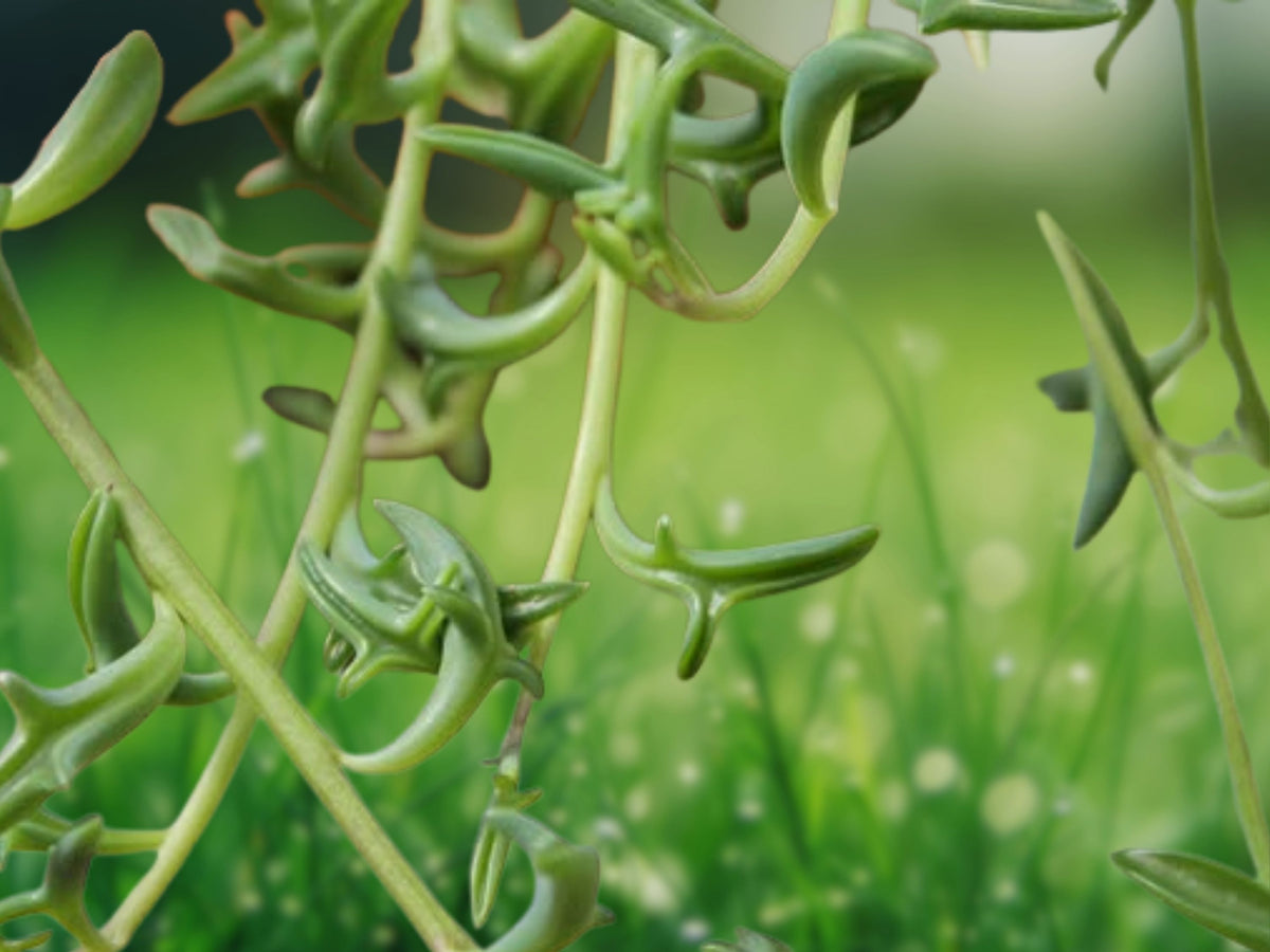 String of Dolphins Succulent - 2 inch Potted Live Plant (Senecio peregrinus)