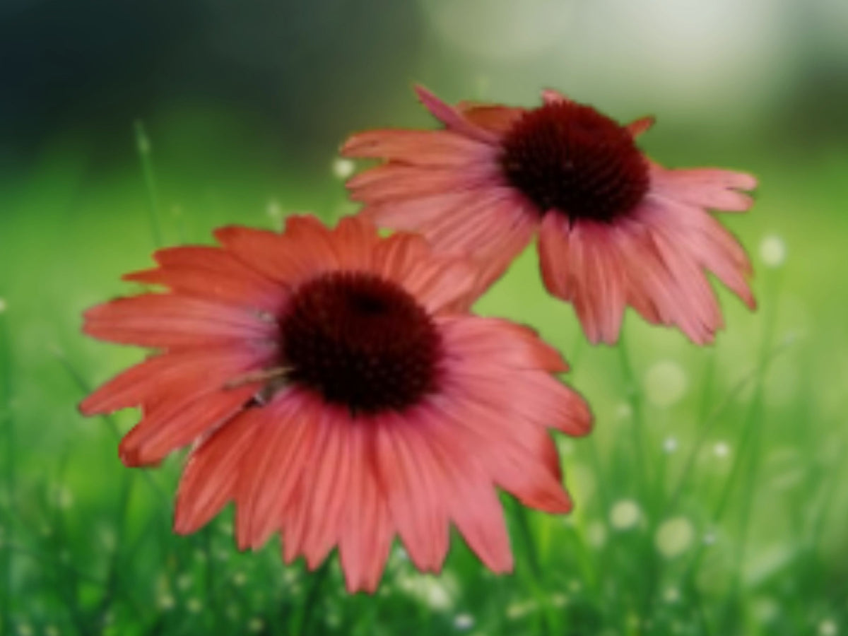 50 Julia Coneflower Seeds - Echinacea Perennial Flower Seeds for Planting