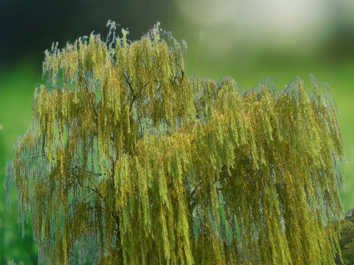 5 Bright Green Willow Seeds, Weeping Flower Tree, Giant Landscape Shade