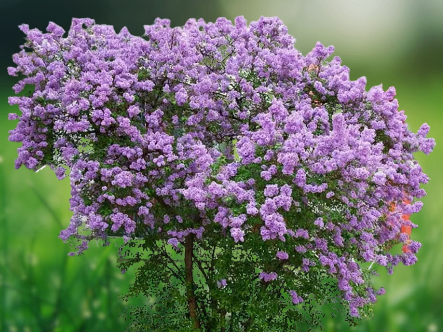 25 Seeds Lilac Sunday Lilac Tree Fragrant Flowers Perennial Seed Flower
