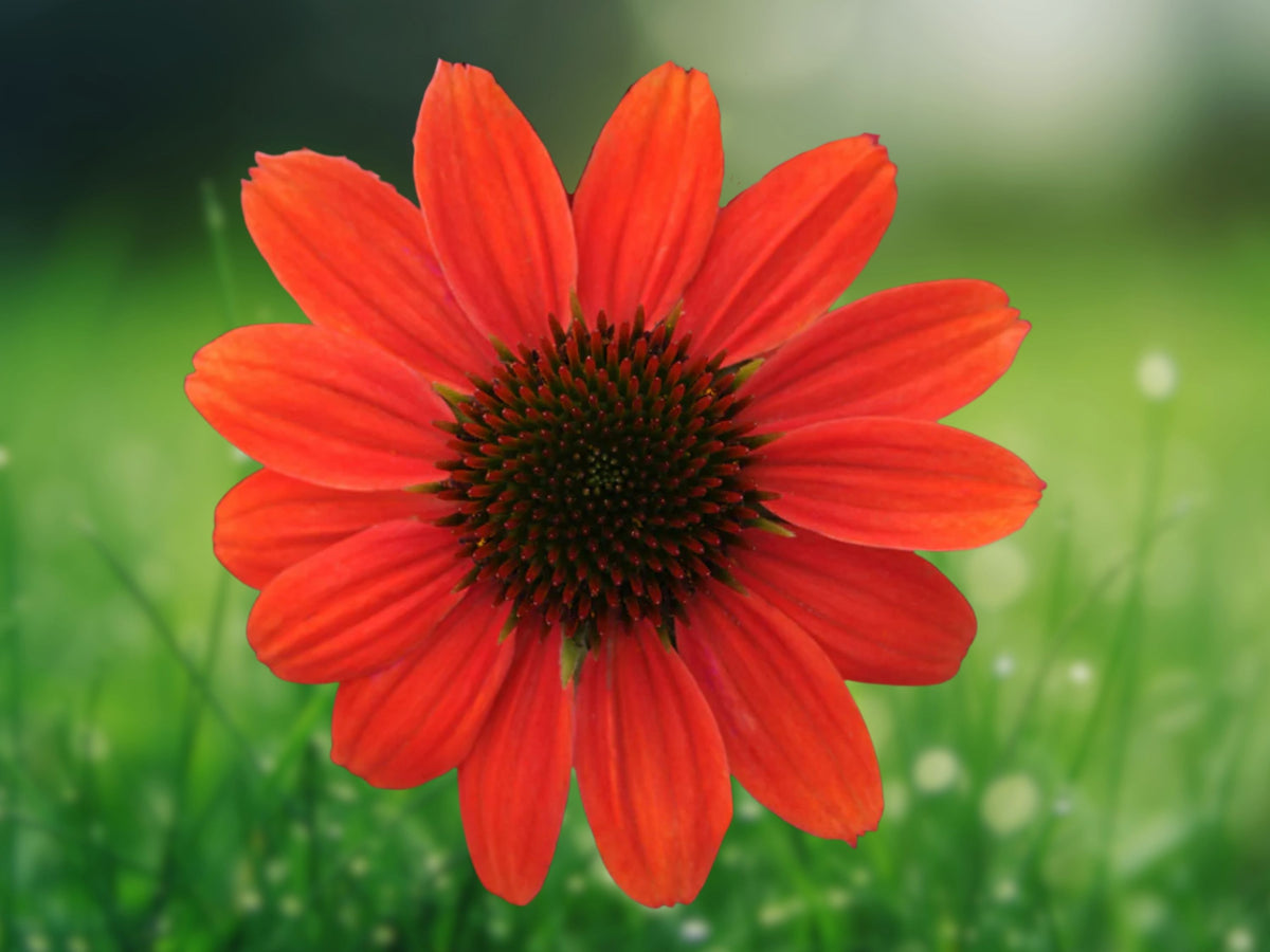 50 Hot Coral Coneflower Seeds - Echinacea Perennial Flower Seeds for Planting